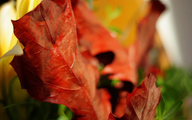 Red autumn leaf in focus