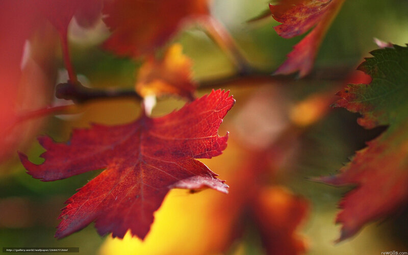 Red autumn leaf in focus