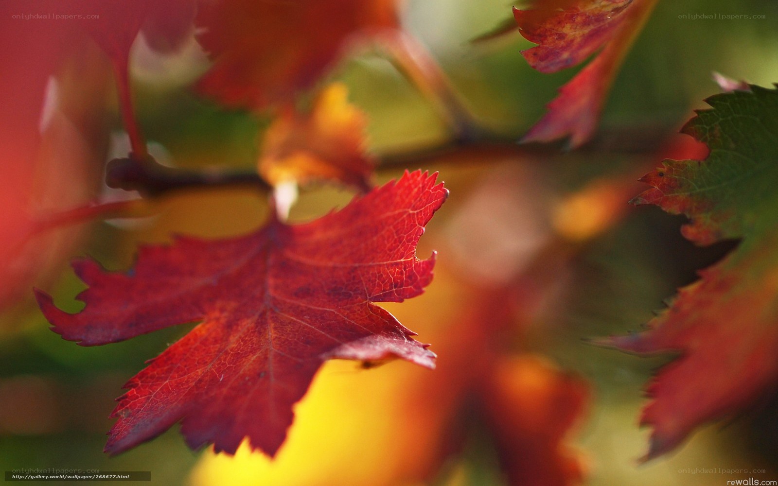 Red autumn leaf in focus