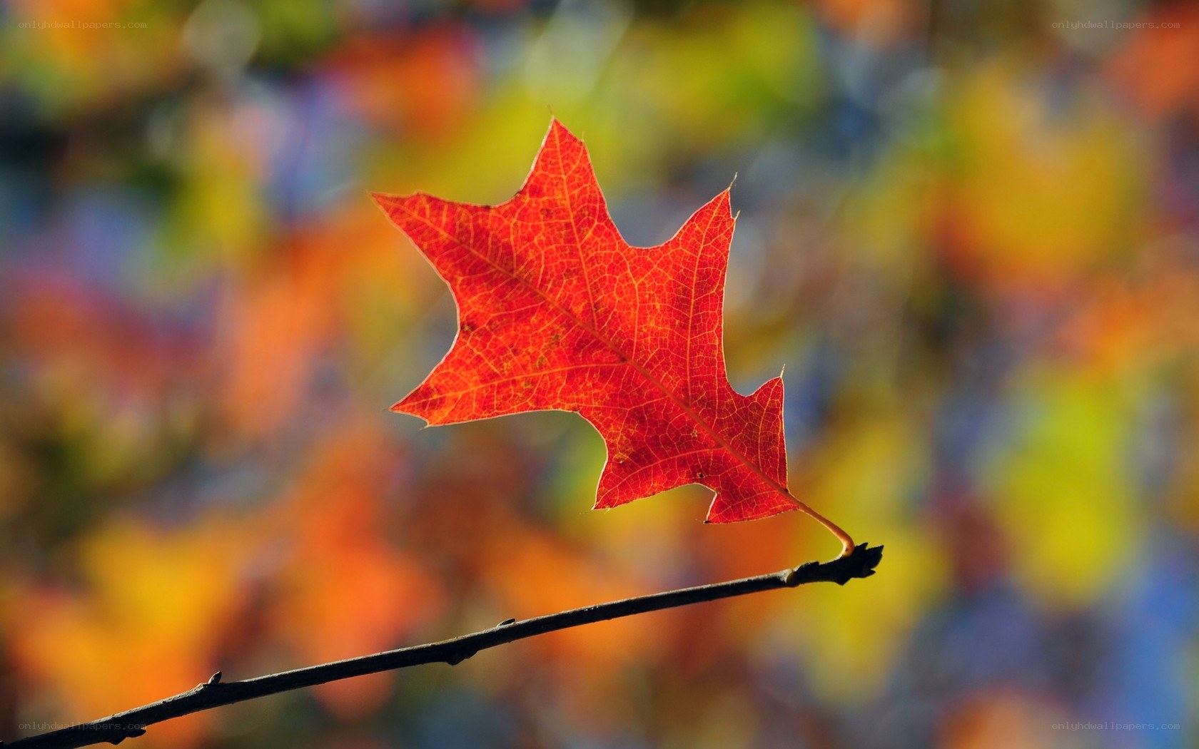 Red autumn leaf on branch