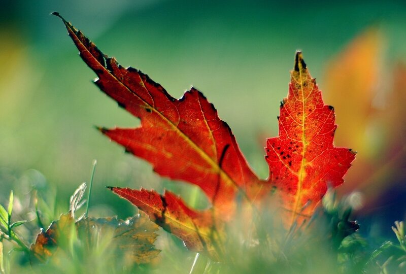 Red autumn leaf on grass