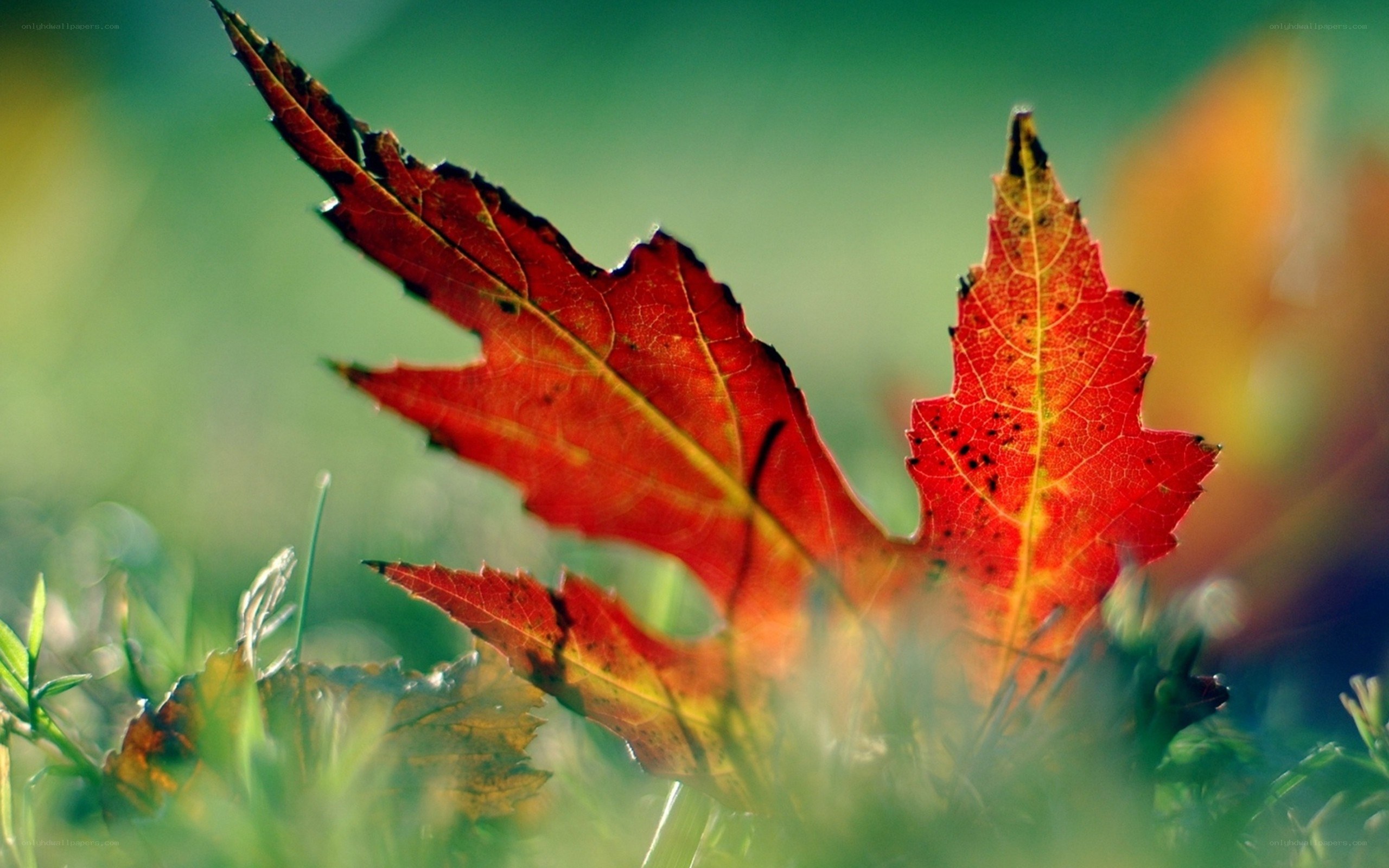 Red autumn leaf on green grass