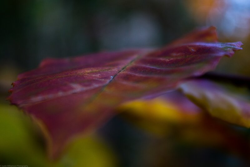 Red Autumn Leaf — Serene, Photograph, Background Blur