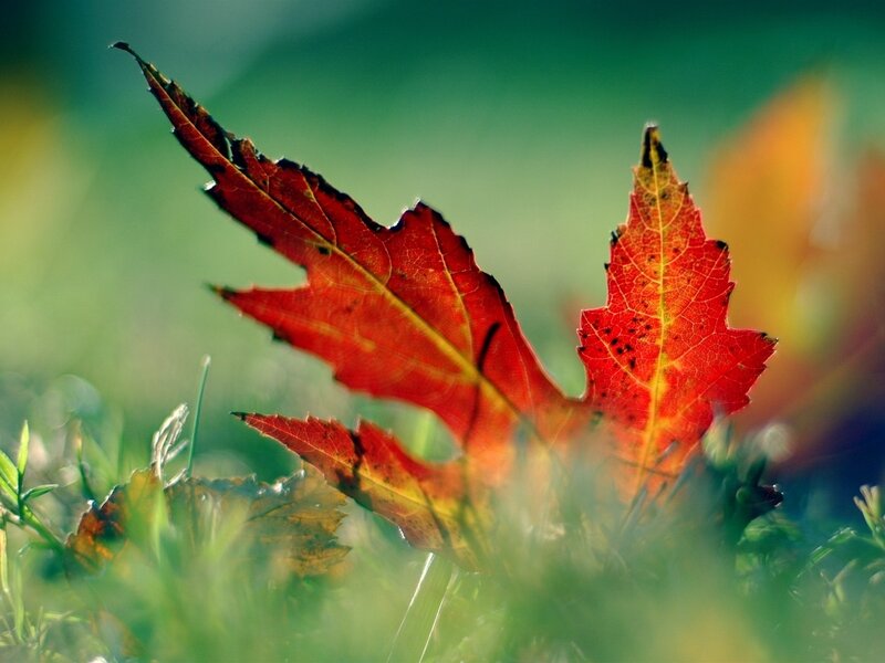 Red Autumn Leaf — Serene, Photograph, Grass, Sunlight