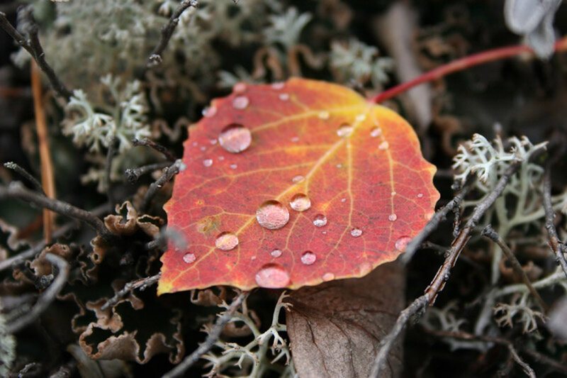 Red Autumn Leaf