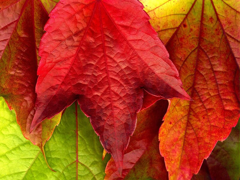 Red Autumn Leaf — Vibrant