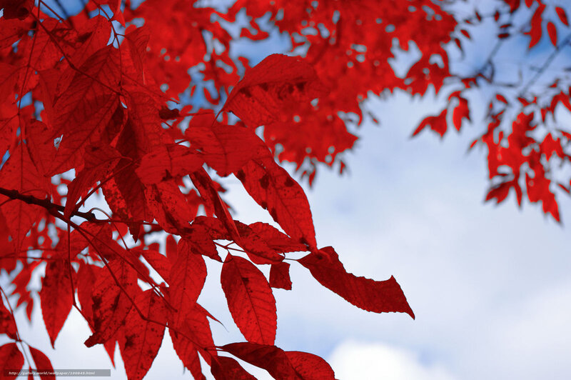 Red autumn leaves against blue sky