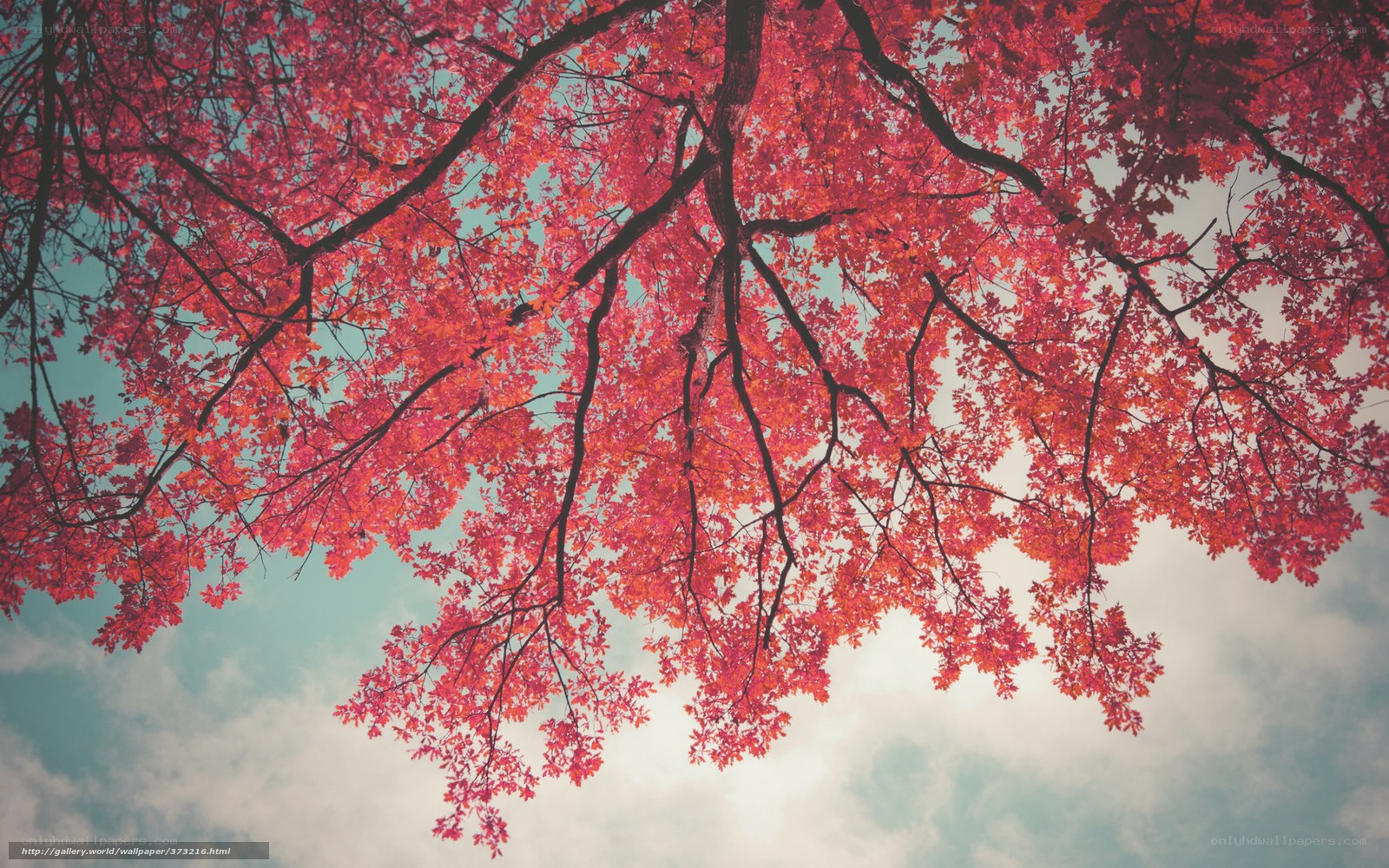 Red autumn leaves against sky