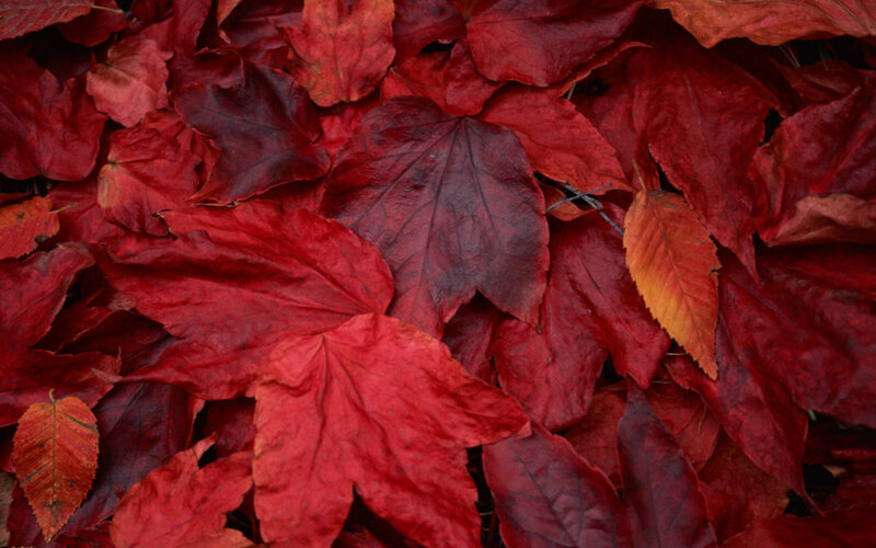 Red Autumn Leaves — Calm, Photograph, Fallen