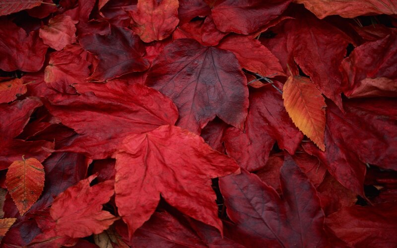 Red Autumn Leaves — Calm, Photograph, Ground