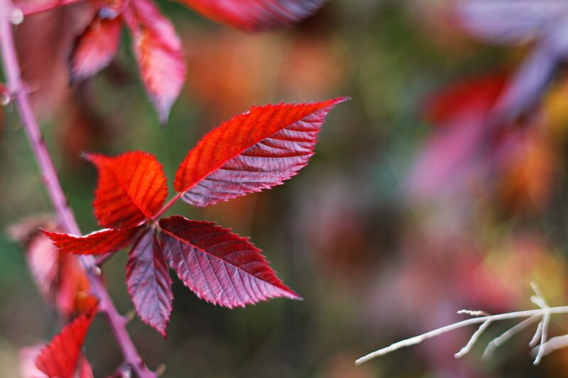 Red Autumn Leaves — Calm, Photograph