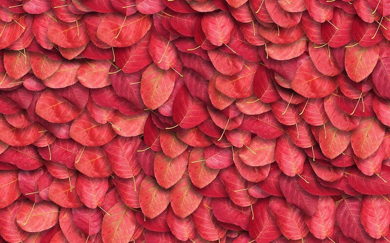 Red Autumn Leaves — Calm, Photograph, Veins