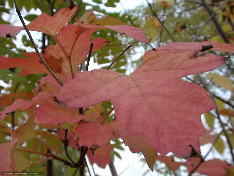 Red Autumn Leaves — Calm