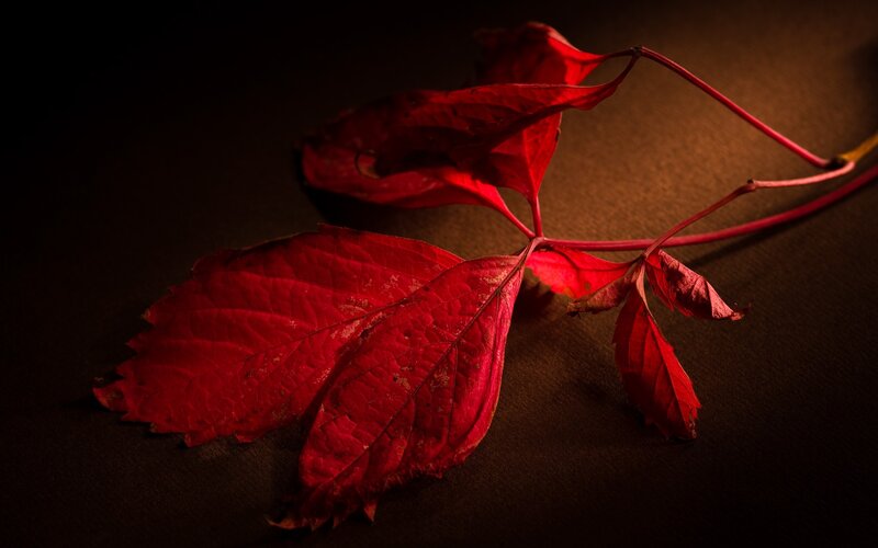 Red Autumn Leaves — Dramatic