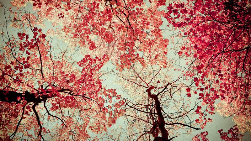 Red autumn leaves from below