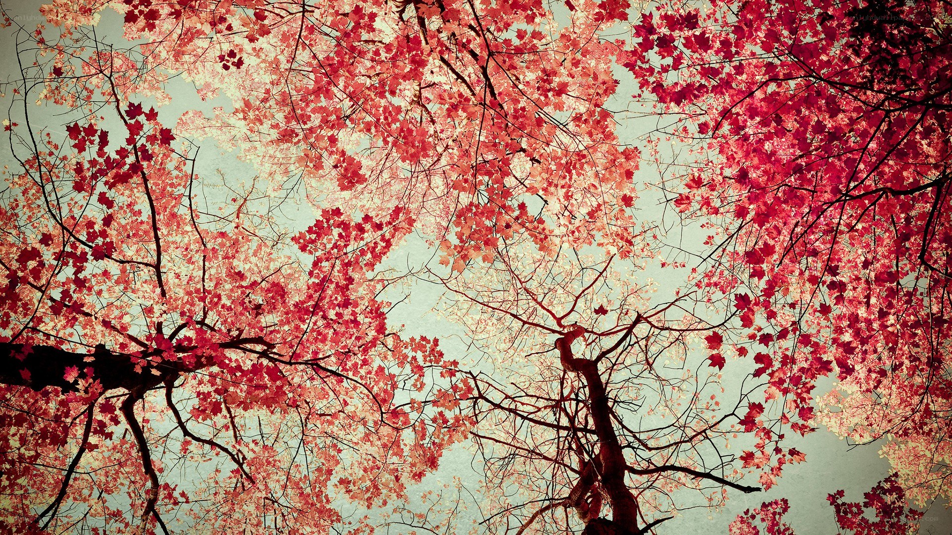 Red autumn leaves from below