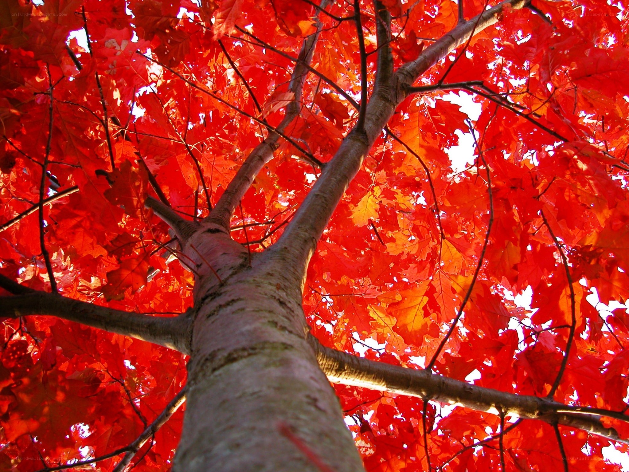 Red autumn leaves from below