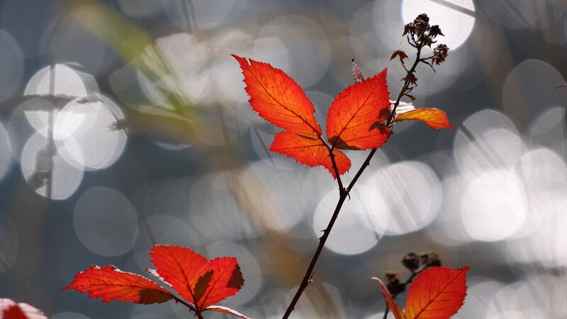 Red autumn leaves in sunlight