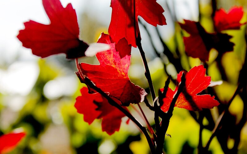Red autumn leaves in sunlight