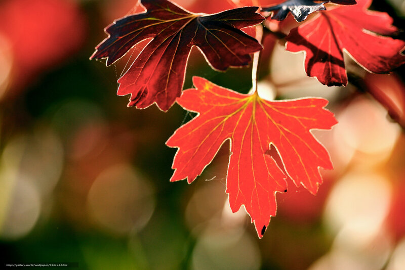 Red autumn leaves in sunlight