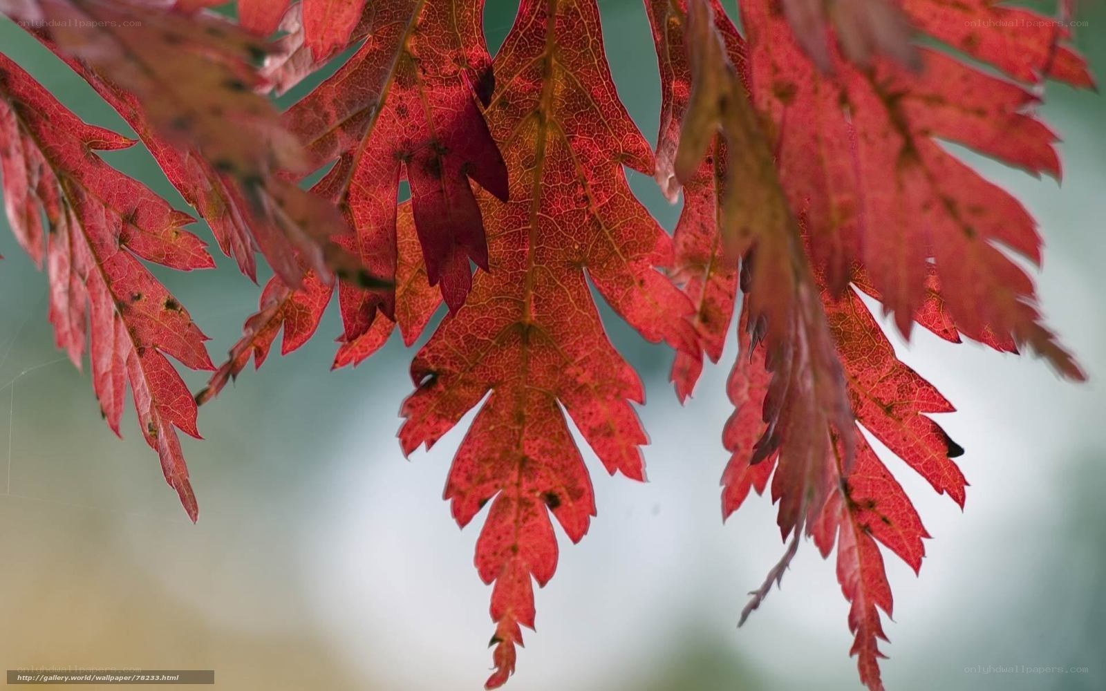 Red autumn leaves in sunlight