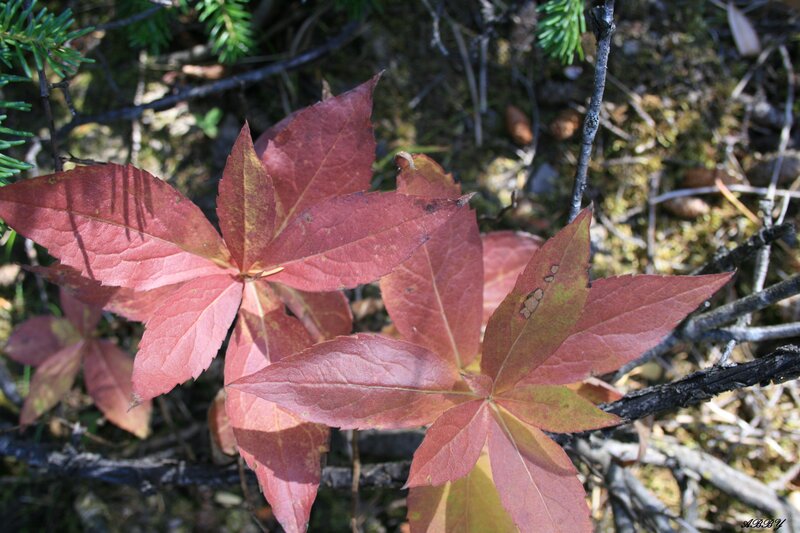 Red Autumn Leaves — Natural, Photograph