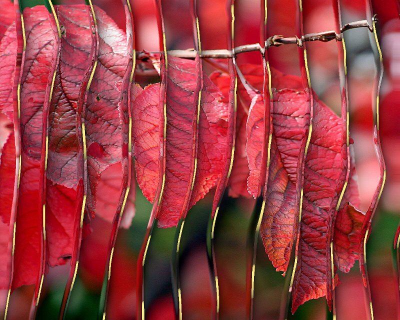 Red Autumn Leaves — Natural