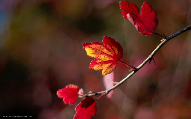 Red autumn leaves on a branch