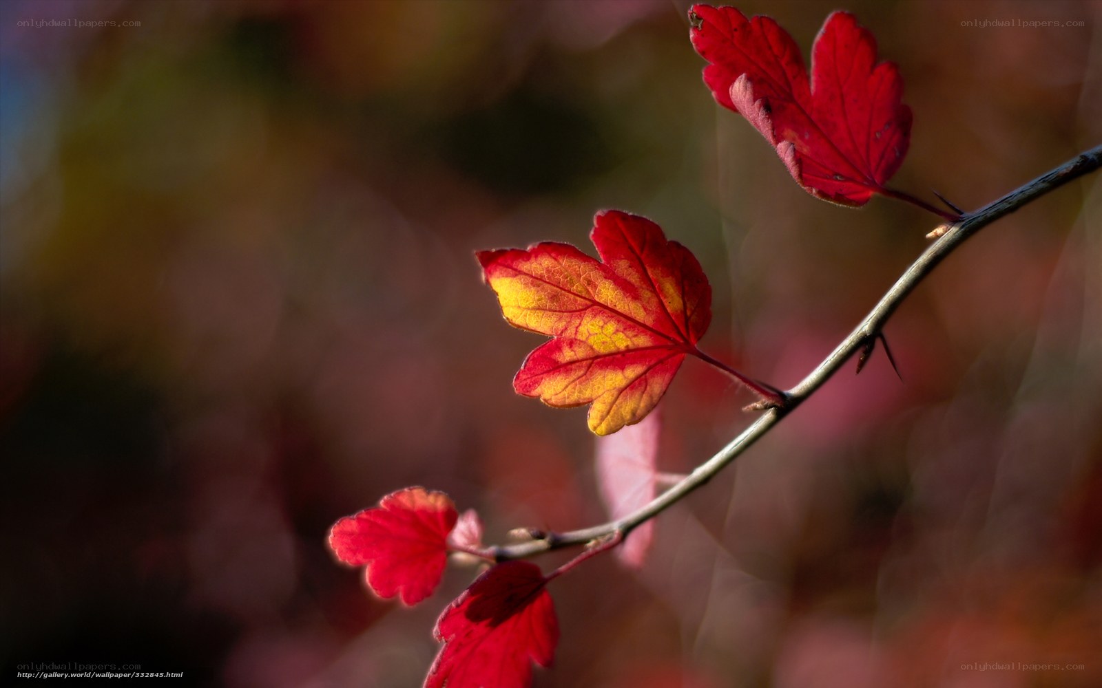 Red autumn leaves on a branch