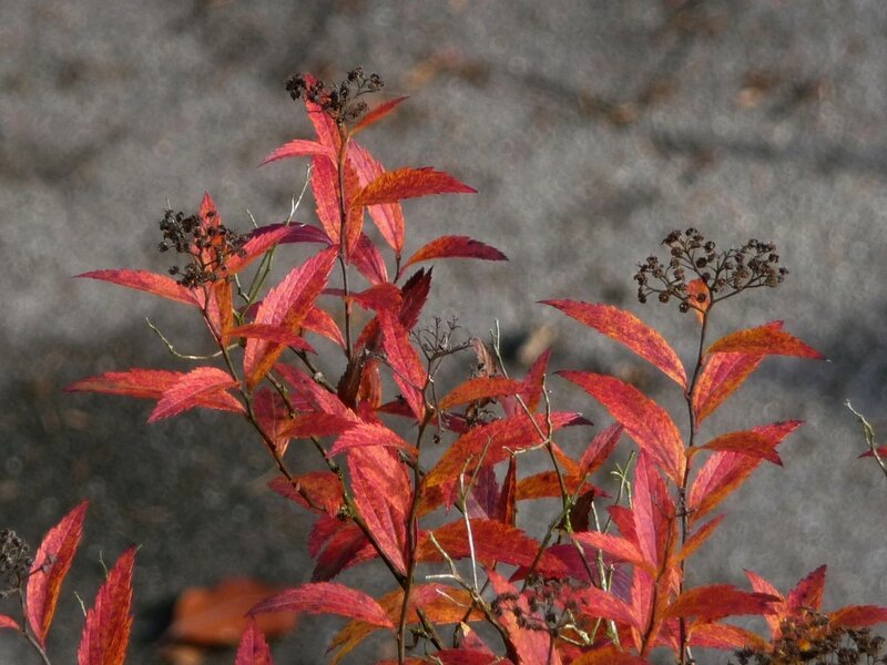 Red autumn leaves on a bush