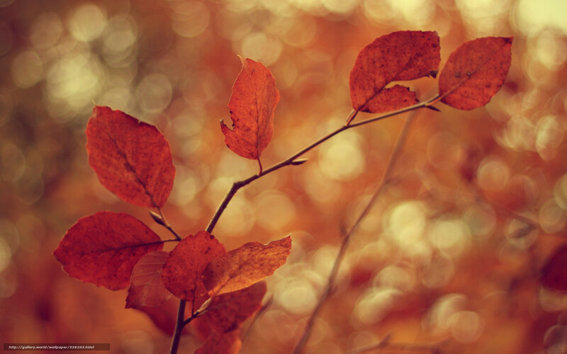 Red Autumn Leaves on Branch