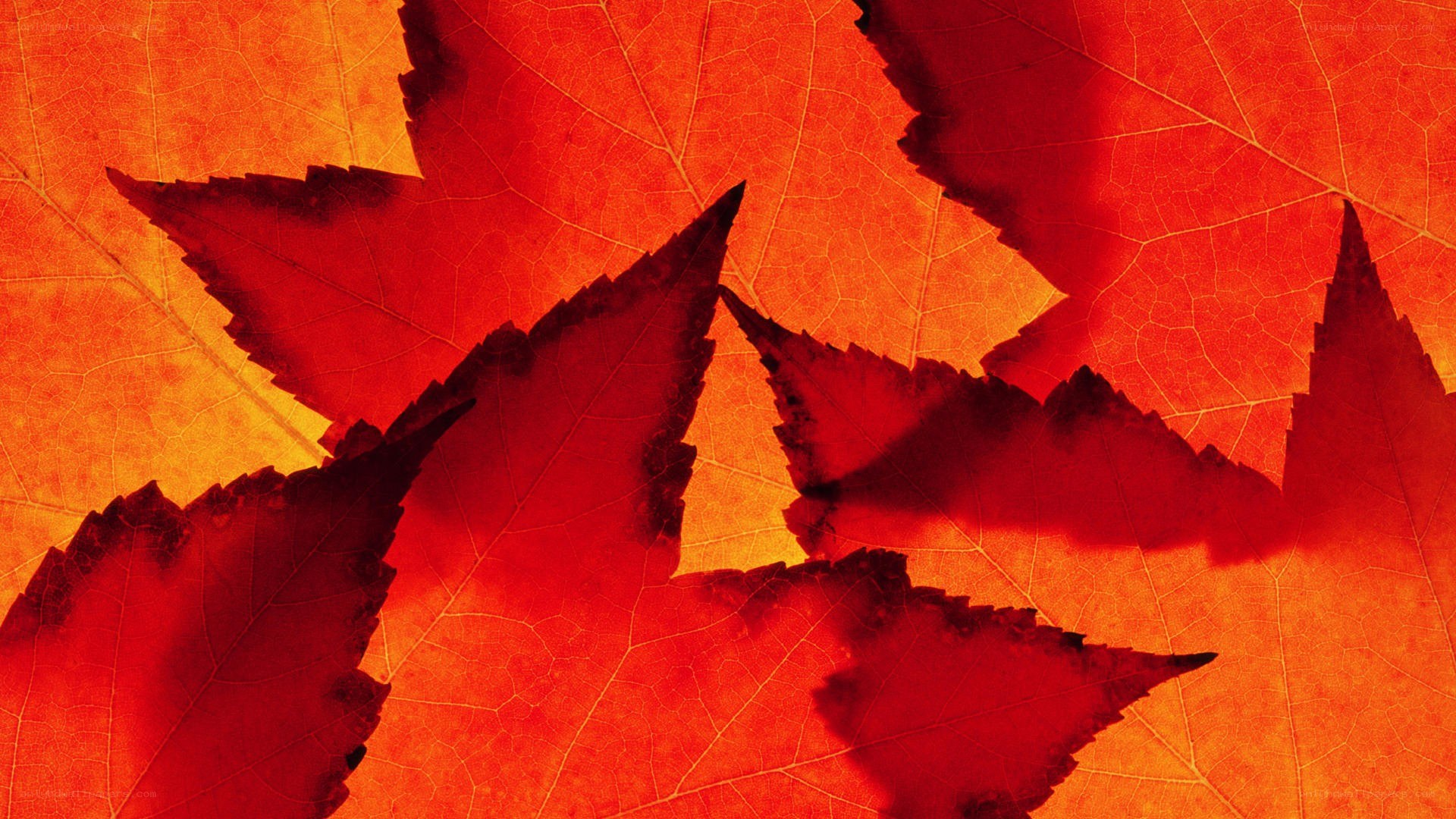 Red autumn leaves overlapping
