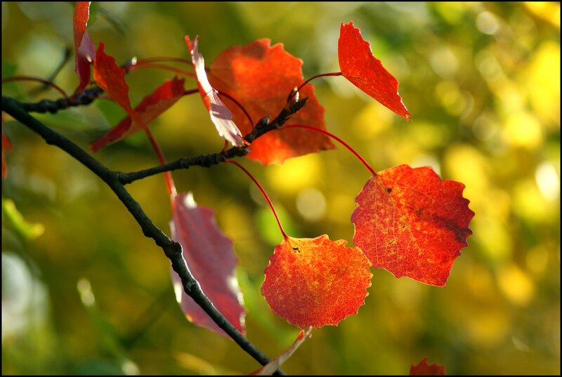 Red Autumn Leaves — Serene, Photograph, Branch, Sunlight, Background Foliage