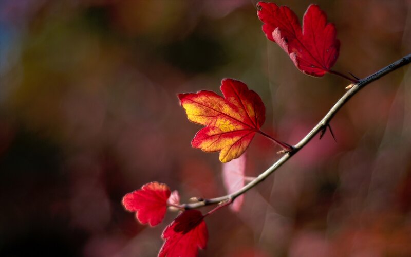 Red Autumn Leaves — Serene, Photograph, Branch, Thorn, Yellow