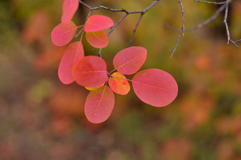 Red Autumn Leaves — Serene, Photograph, Branch
