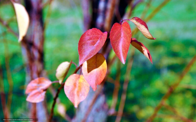 Red Autumn Leaves — Serene, Photograph, Branches