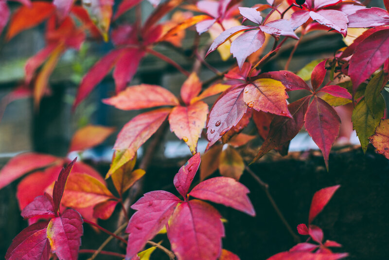 Red Autumn Leaves — Serene, Photograph, Drops