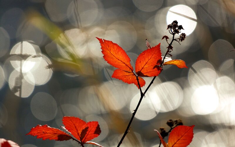 Red Autumn Leaves — Serene, Photograph, Stem, Bokeh