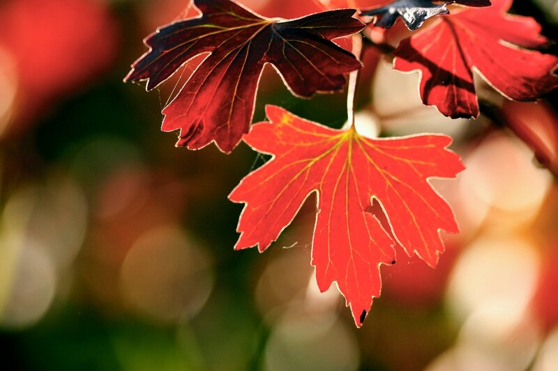 Red Autumn Leaves — Serene, Photograph, Sunlight, Bokeh, Green