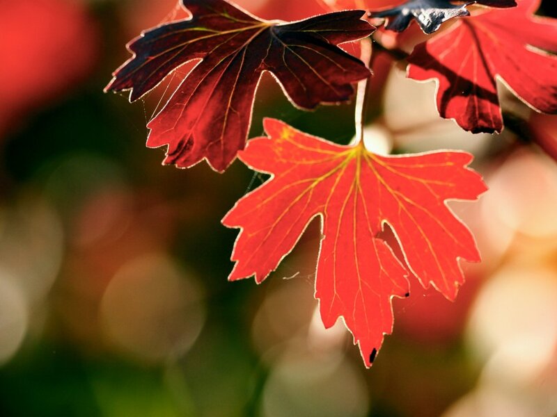 Red Autumn Leaves — Serene, Photograph, Sunlight