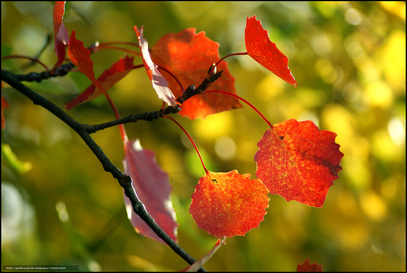 Red Autumn Leaves — Serene, Photograph