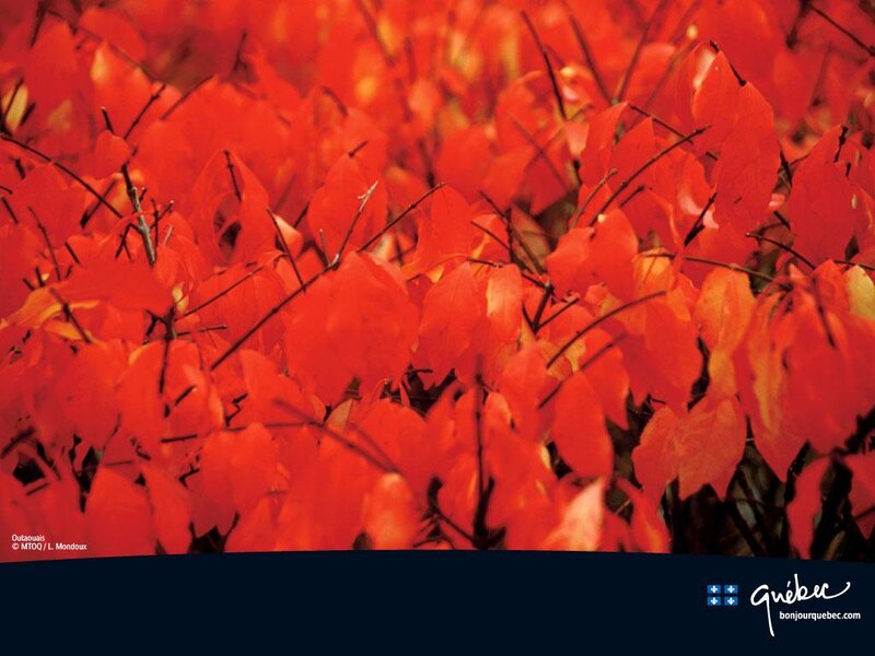 Red Autumn Leaves — Vibrant, Photograph