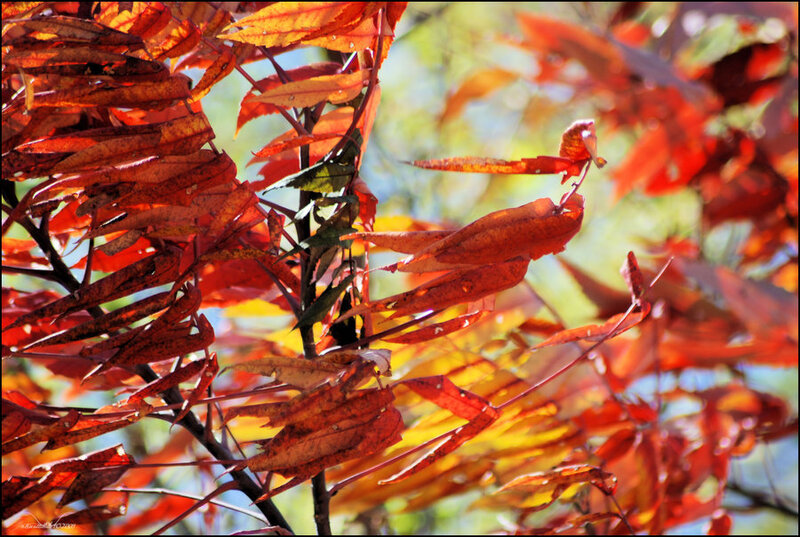 Red Autumn Leaves — Vibrant