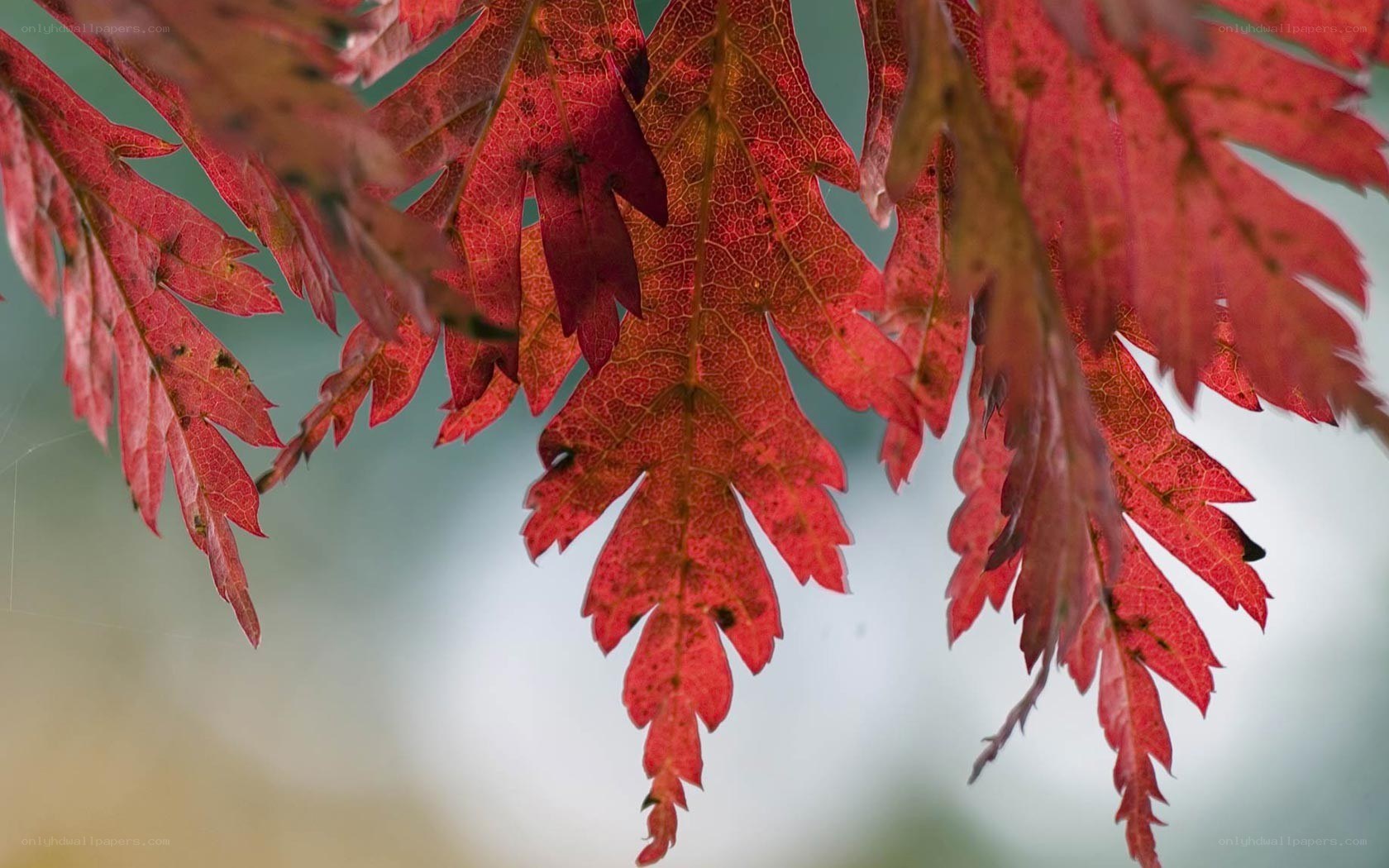 Red autumn leaves