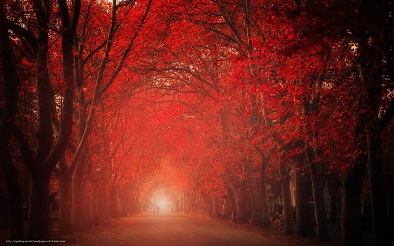 Red autumn tree tunnel