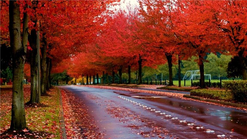 Red autumn trees on a wet road