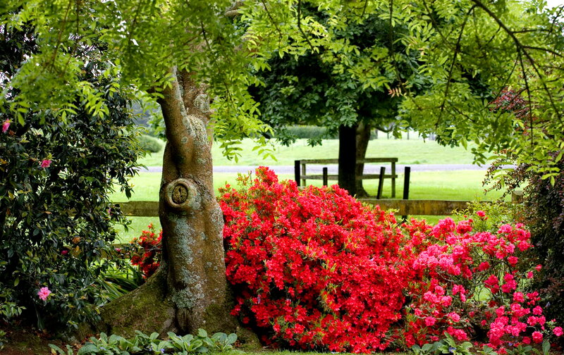 Red Azalea Bush — Serene