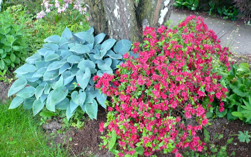 Red Azalea Bush