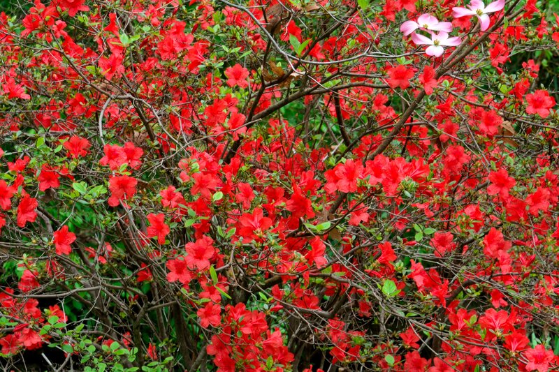 Red Azalea Bush — Vibrant