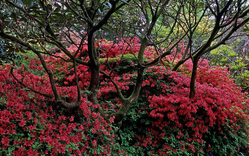 Red Azalea Bushes — Serene